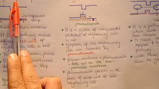 Apoplast Symplast And Vacuolar Pathway In Urdu Hindi Class 11 [upl. by Vihs]