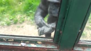 See Chimpanzee Save Chimpanzees [upl. by Gil]