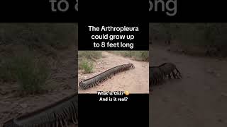 Giant Arthropleura 😳 arthropleura millipede animal shorts animalshorts viral viralshorts [upl. by Adele]