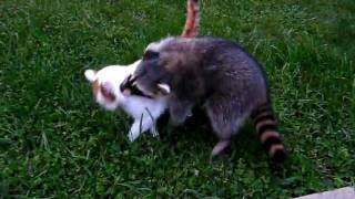 Raider the Raccoon Tries to Befriend a Cat Part 1 [upl. by Ansela382]