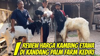 REVIEW HARGA KAMBING ETAWA DI KANDANG PALM FARM KEDIRI [upl. by Benedetta]