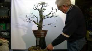 Bonsai Fagus sylvatica macotteren air layer 1 [upl. by Akenit]