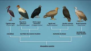 Nomenclatura Binomial [upl. by Ramona]