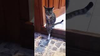 Hilarious Cat Sits Like a Human 😂🐱  Pet Pet [upl. by Thornie852]