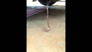 Redback vs Brown snake [upl. by Amairam974]