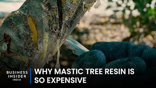 Why Mastic Tree Resin Is So Expensive  So Expensive [upl. by Winebaum]