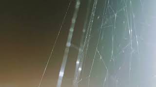 Spiderss Web At Night spiders [upl. by Sajet]