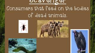 Producers Consumers Scavengers and Decomposers [upl. by Inama]