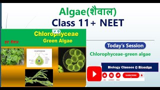 Chlorophyceae Algae NCERT Biology NEETBOARD [upl. by Eagle250]