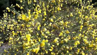 Genêt à balais Cytisus scoparius le jaune qui me plait [upl. by Sinnel]