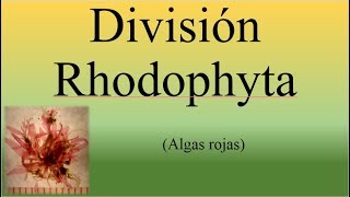 Division Rhodophyta Algas RojasBIOPEDIA [upl. by Ellehcar]