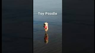 Toy Poodle Fastest Dog on Beach shorts [upl. by Tnomal]