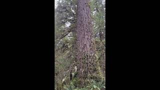 Walking among Giants at Silver Falls State Park oregontravelguide oregonroadtrip oldgrowthforests [upl. by Ahkihs]