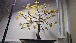 English Oak Bonsai Tree Update After Mega Root Prune [upl. by Malda]