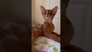 Abyssinian kittens for adoption 😻abyssinian shots kitten aby cuteanimals catshots catlover [upl. by Emmett]