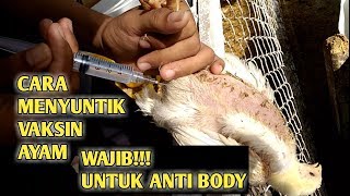 CARA VAKSIN AYAM DENGAN CARA INJECTSUNTIK [upl. by Asirralc]