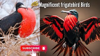 amazing Magnificent frigate bird animals facts wildlife wildlife crustacean adbhut [upl. by Rosenblatt]