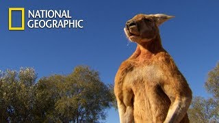 Kangaroo vs man fight 2023  Funny Kangaroo Boxing vs Man  Funny chunks 24 [upl. by Ttoille670]