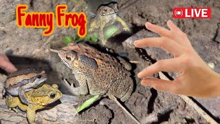 Funny first look at the frog  Catching a frog wants to laugh  Catch a frog for funfunny frog [upl. by Obnukotalo]