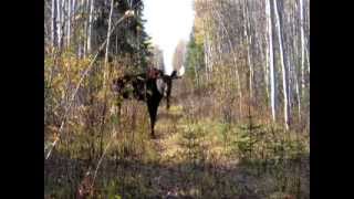 Bull Moose Calling MOV [upl. by Josephina404]