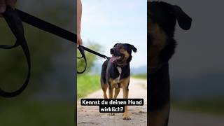 Stärken und Schwächen deines Hundes So erkennst du sie [upl. by Tram]