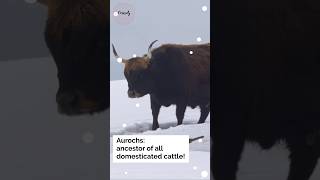 Aurochs The Forgotten Beasts of Ancient Europe [upl. by Rosella370]