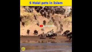 5 Halal pets in Islam ytshorts shortsfeed shorts [upl. by Severson]