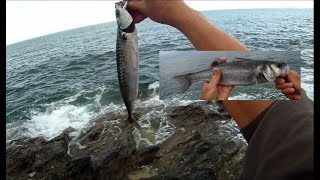 Shore Fishing  SPINNING from the Rocks  Targeting MACKEREL and BASS [upl. by Drogin60]