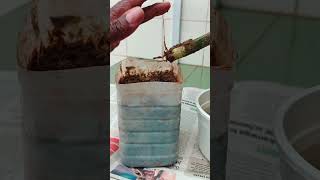 How to Propagate Snake Plant from Leaf Cuttings [upl. by Sorvats]