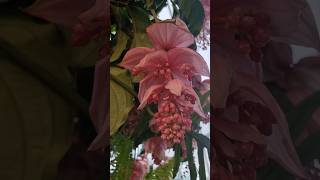 Medinilla magnifica 마그니피카 메디닐라 flowers [upl. by Ahsinaw19]