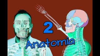 ANATOMÍA BÁSICA Capítulo 2  SISTEMA ESQUELÉTICO [upl. by Damas472]