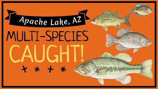 Apache Lake AZ  My First CRAPPIE  MultiSpecies Caught fishing kayakfishing [upl. by Enert]