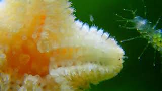 Asterina Starfish and Copepods [upl. by Uv654]