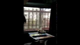 Window Seat in Rajdhani Express  A Film by Imtiaz Ali [upl. by Novyar]