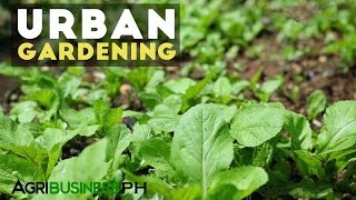 Urban Gardening  Best Practices in Urban Gardening  Agribusiness Philippines [upl. by Miarhpe]