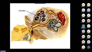 Anat Vestibular system By Dr Yasir Elhassan [upl. by Cullen]