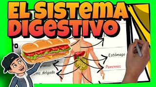 4 EL INTESTINO DELGADO I ESTRUCTURA Y FUNCIÓN DEL SISTEMA DIGESTIVO [upl. by Delaryd]