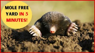 How to Get Rid Of Moles In Your Yard [upl. by Annaiel]