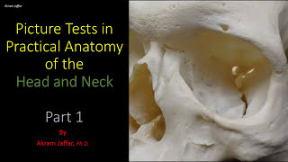 Osteology of the skull 1 Introduction [upl. by Gerkman324]