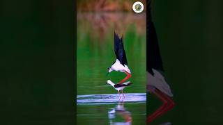 কালো ডানাওয়ালা স্টিল্ট পাখি Blackwinged Stiltshorts short shortvideo [upl. by Ruffina597]