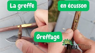 Greffe en écusson  Techniques et astuces [upl. by Nyliac]