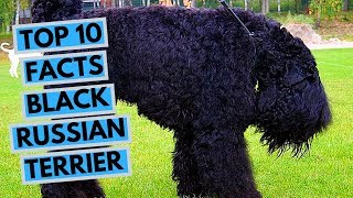 Black Russian Terrier  TOP 10 Interesting Facts [upl. by Latyrc]