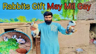 Rabbits Gift May Mil Gay🐇Mian Muzammal Pendu [upl. by Negah]