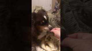 Relaxing ASMR dog biting nails [upl. by Viens]