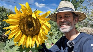 Gardening with LARÉ  The Anatomy of a Sunflower Part 3 Air Date September 4 2024 [upl. by Arenat]