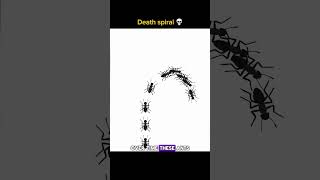 The death spiral ants nature sciencefacts insects [upl. by Ydnal485]