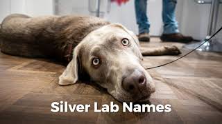 Silver Lab Names [upl. by Luiza]