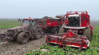 Bieten oogst 2023 Vervaet Beet Eater 925 Stuck in the Mud Akkerb Edens Nieuw Beerta [upl. by Aicnelev367]