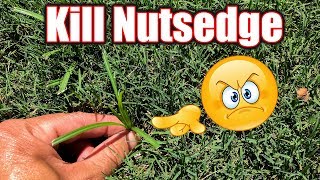 Kill Nutsedge in Bermuda Lawn [upl. by Vokay]