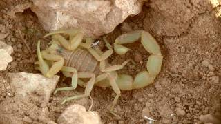 Le scorpion jaune languedocien Buthus Occitanus [upl. by Aninotna523]